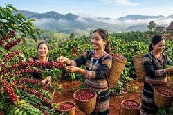Giá cà phê hôm nay 3.9.2026: Trong nước đồng loạt giảm 700 đồng/kg