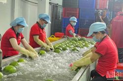 Sản xuất n&ocirc;ng, l&acirc;m nghiệp v&agrave; thủy sản th&aacute;ng 8/2026 v&agrave; 8 th&aacute;ng qua duy tr&igrave; ổn định