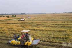 An Giang thu hoạch dứt điểm 219 nghìn ha lúa hè thu