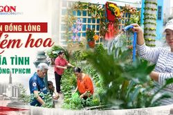 TPHCM: Nhiều hẻm hoa xanh m&aacute;t nhờ người d&acirc;n đồng l&ograve;ng