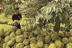 Trung Quốc vừa cấp th&ecirc;m gần 570 m&atilde; v&ugrave;ng trồng sầu ri&ecirc;ng Việt Nam