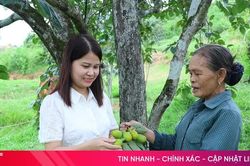 Những c&acirc;y hồng Y&ecirc;n Du trăm tuổi ở H&agrave; Tĩnh v&agrave;o m&ugrave;a thu hoạch