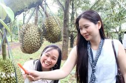 Lễ hội Sầu riêng Đắk Lắk: Khi trái ngọt kể câu chuyện đại ngàn
