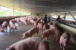 Đồng Nai: Chuyển hồ sơ vụ lợn nhiễm chất cấm sang cơ quan công an