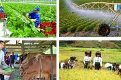 Sản xuất nông - lâm nghiệp 8 tháng duy trì ổn định