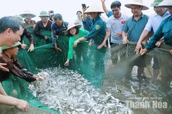 Chạm nhịp sống làng chài ven biển Hải Tiến