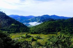 Trợ cấp gạo thực hiện phát triển rừng tại xã Tây Giang