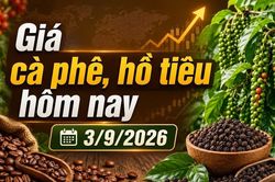 Giá cà phê hôm nay 3/9 giảm tiếp, Arabica lao dốc hơn 4%