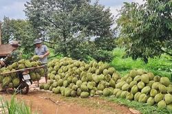 Xuất khẩu hơn 681 triệu USD trong tháng 7, sầu riêng hướng tới kỷ lục 1 tỷ USD/tháng