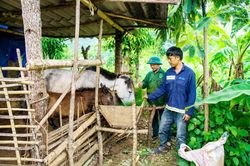 Trao sinh kế, tạo động lực thoát nghèo