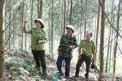 Phát triển rừng bền vững