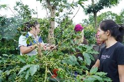 Phòng, chống sâu bệnh cho cây cà phê
