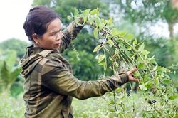 Đánh thức tiềm năng dược liệu quý