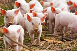 Ngày 39: Giá heo hơi dao động trong khoảng 57.000 - 59.000 đồng/kg