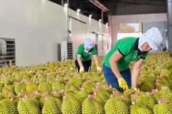 Rau quả Việt Nam bứt phá mạnh mẽ, tiến gần vị trí á quân tại thị trường Trung Quốc