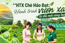 HTX Chè Hảo Đạt: Hành trình vươn xa từ đổi mới sáng tạo