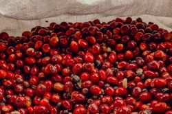 Cà phê nội địa giảm 700 đồng/kg, tồn kho cạn kiệt có giúp giữ giá cà phê?
