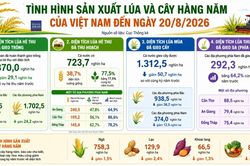N&ocirc;ng nghiệp th&aacute;ng 8: diện t&iacute;ch l&uacute;a giảm, chăn nu&ocirc;i v&agrave; thủy sản giữ đ&agrave; tăng trưởng