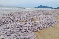 Đánh bắt bằng cách dùng vòi xịt áp lực cao góp phần khiến ngao chết hàng loạt trên bãi biển