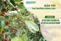 Thị trường n&ocirc;ng sản 3/9/2026: C&agrave; ph&ecirc; giảm 700 đồng/kg, hồ ti&ecirc;u v&agrave; l&uacute;a gạo đi ngang
