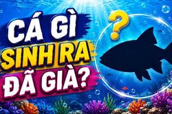 Cá gì sinh ra đã già?