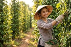 Giá hồ tiêu hôm nay 4.9.2026: Cao nhất 137.000 đồng/kg