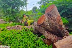 Vụ hàng cây xà cừ bị cưa hạ bất thường: Thêm báo cáo 'lạ' của kiểm lâm