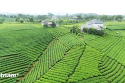 Nâng cao giá trị thương hiệu chè La Bằng của Thái Nguyên