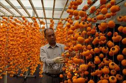 Hợp tác song phương về nông nghiệp công nghệ cao hướng tới đồng sáng tạo