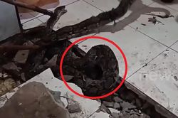 Nền nhà bỗng 'cử động', người dân phát hiện cảnh tượng 'nổi da gà'