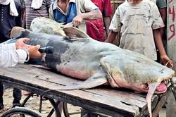 Người dân bắt được con cá khổng lồ nặng 90kg trên sông