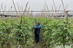 Đồng hành cùng nông dân trong sản xuất