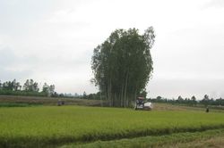 Sản xuất nông nghiệp 8 tháng năm 2026: Chăn nuôi, thủy sản duy trì đà tăng trưởng