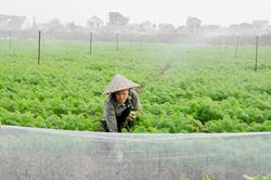 Bắc Ninh phấn đấu gieo trồng 26.000 ha cây vụ đông
