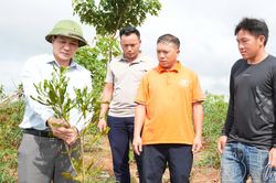 Chuẩn bị nền tảng tham gia thị trường tín chỉ các-bon rừng