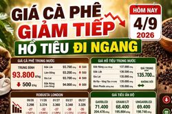 Giá cà phê, hồ tiêu hôm nay 4/9: Cà phê giảm, giá tiêu đi ngang