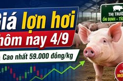 Giá lợn hơi hôm nay 4/9: Thị trường bắt đầu phân hóa sau chuỗi đi ngang