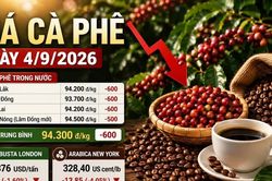 Giá cà phê hôm nay 4/9 tiếp tục lao dốc, Robusta xuống gần 3.400 USD/tấn
