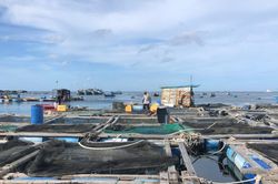 'Áo giáp' mới cho nghề nuôi biển
