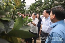 Số hóa để bưởi Diễn Yên Thủy vươn xa