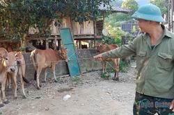 Thượng Nông trao 15 con bò giống tạo sinh kế cho người dân thôn Nà Tà