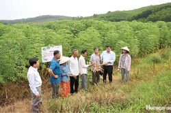 Hướng đi bền vững cho vùng nguyên liệu sắn