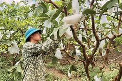 Khẳng định vị thế cho ổi sạch Quảng Hưng