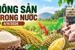 Nông sản trong nước 4/9: Cà phê mất mốc 95.000 đồng/kg, lúa tươi giảm 100 đồng