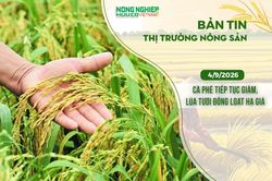 Thị trường nông sản 4/9/2026: Cà phê tiếp tục giảm, lúa tươi đồng loạt hạ giá