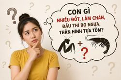 Giải đáp câu đố: Con gì nhiều đốt, lắm chân, đầu thì bọ ngựa, thân hình tựa tôm?