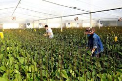 Hà Nội triển khai Chương trình mục tiêu quốc gia giai đoạn 2026-2030: Tích hợp chương trình, nâng cao hiệu quả thực hiện
