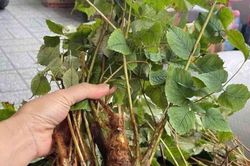 Bí mật của loài cây mọc hoang giúp tăng sinh lực