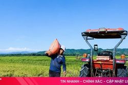 Hà Tĩnh thu hoạch hơn 98% diện tích lúa hè thu
