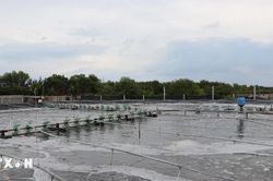 Vĩnh Long phát triển nuôi tôm công nghệ cao phục vụ xuất khẩu